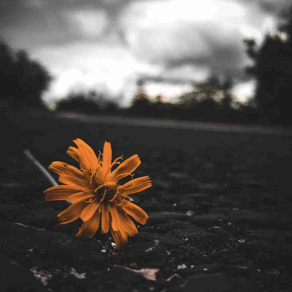  یه روز پین بودی حالا آرشیوی با صدای پسر اینستایی