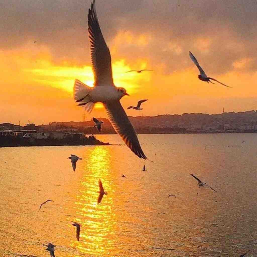  بگو چیکار کنم با تو که تو وا کنی اخماتو با صدای زن