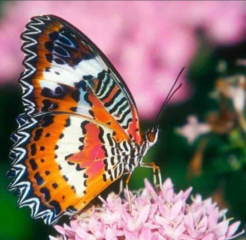  یار جنگی من شلوار پلنگی من با صدای بچه