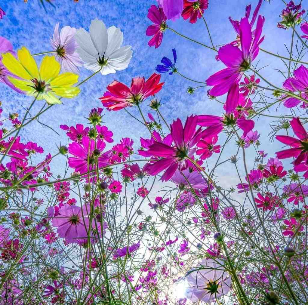  بجز تو نمیدم هیشکیو تو قلبم راه با صدای دختر