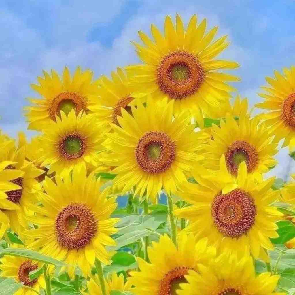  صبا جیم شبا لین بد بیا خرگوشه