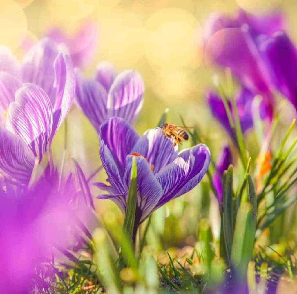  گل ایوون بهار دل من با صدای دختر اینستایی