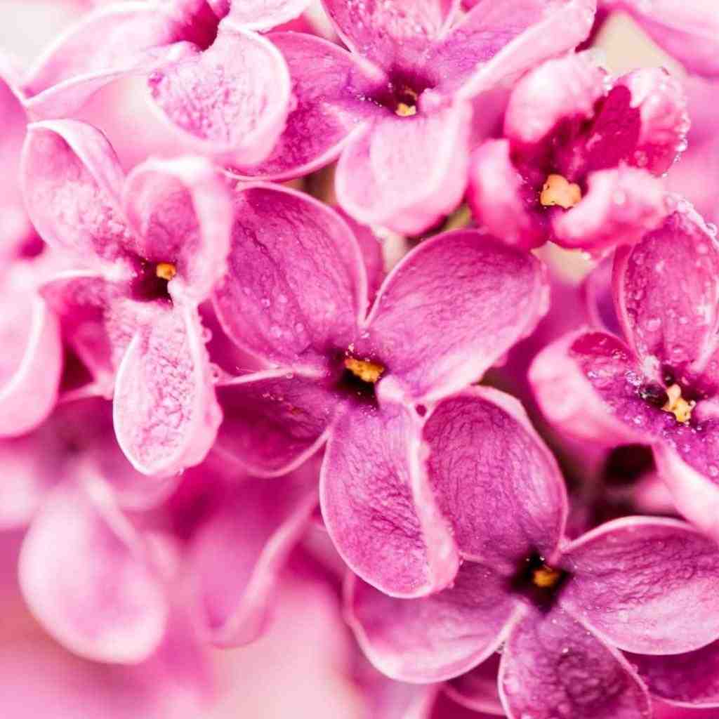  مردادیا خیلی خونگرم و مهربونن با صدای فیفی