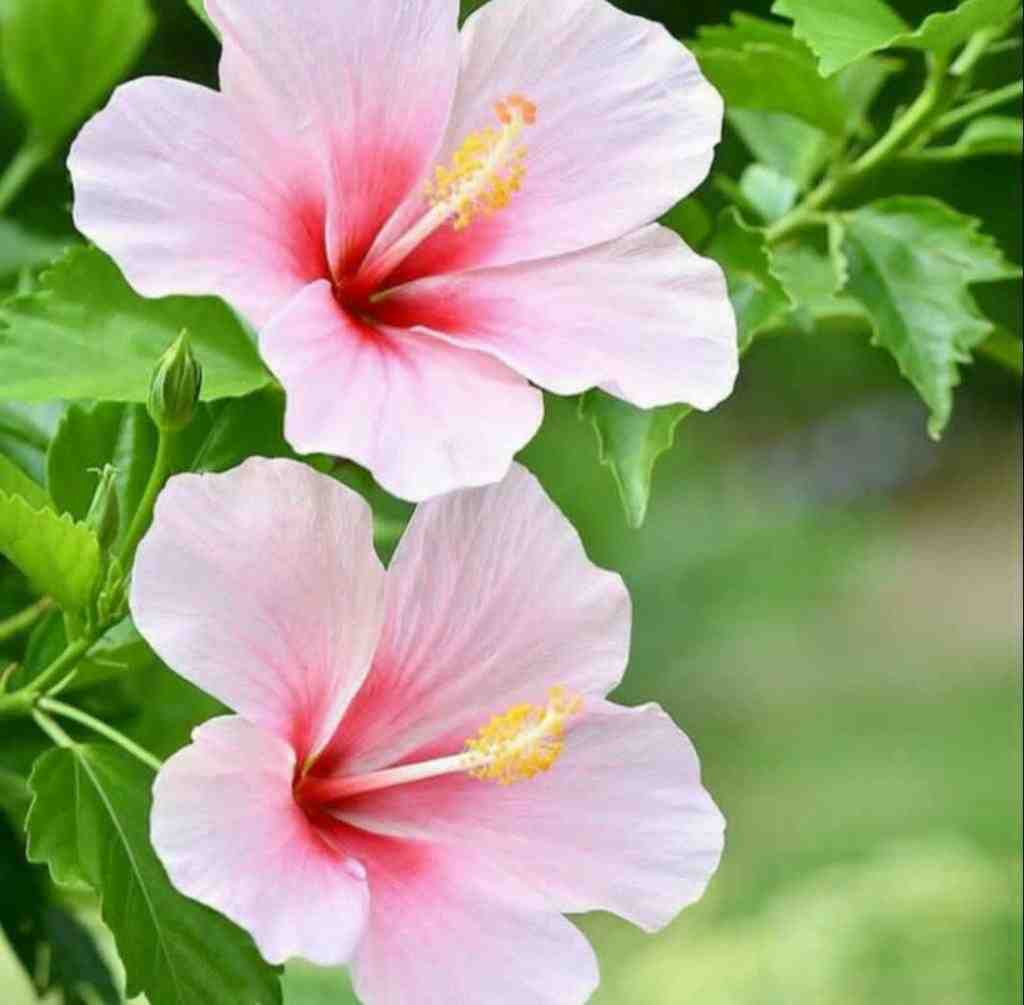  بودی پیشم صبح و شب با صدای دختر اینستایی