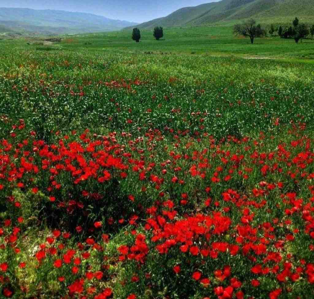  اون اسلحه اش چشاشه مژه هاش صدتا گلوله