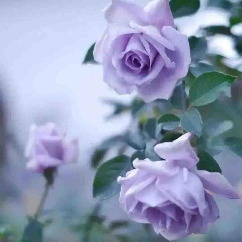  وای وای وای واویلا میکنه منو نگاه