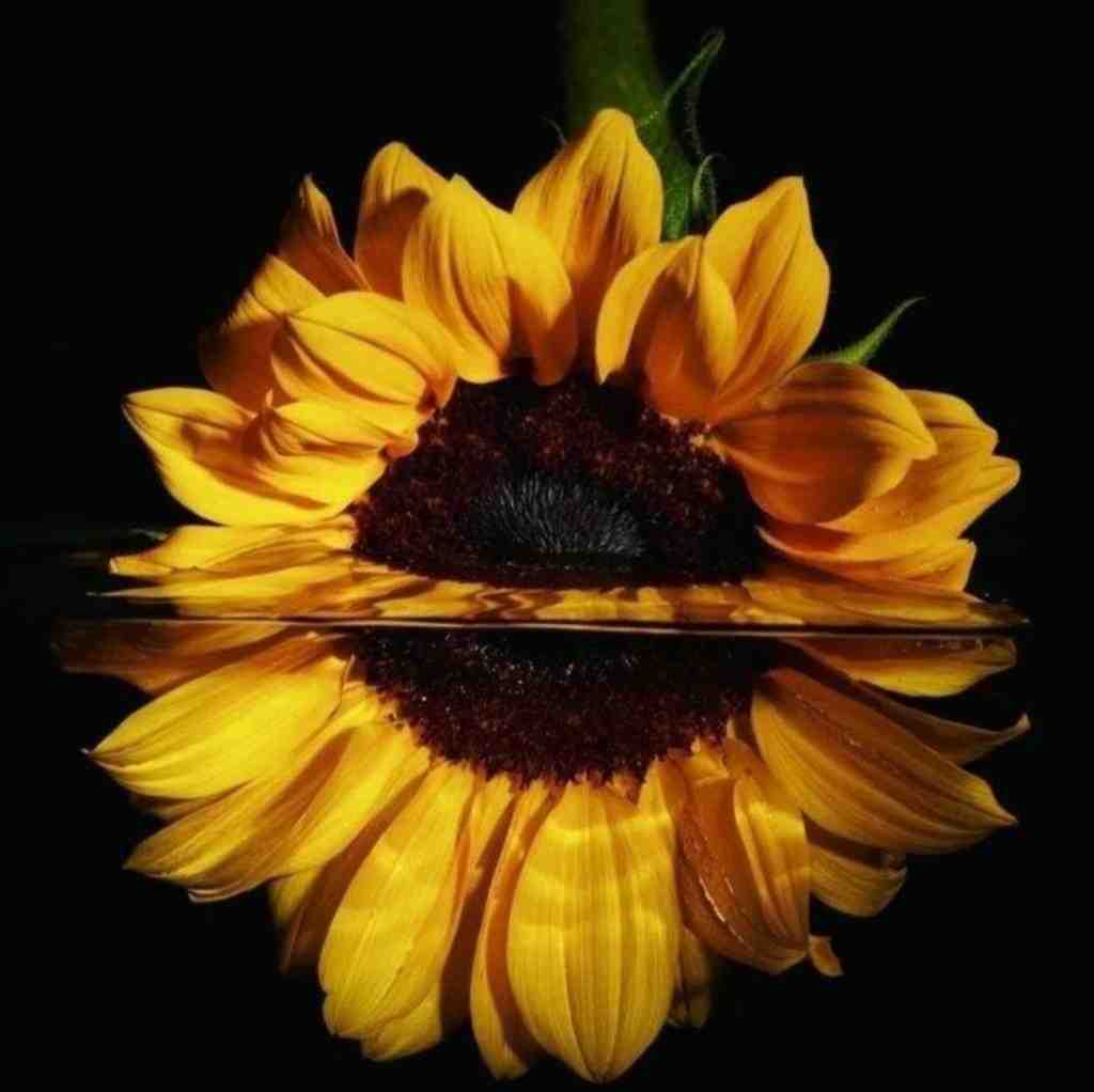  مرا گم کردی بین عشق این و آن خیالی نیست با صدای دختر