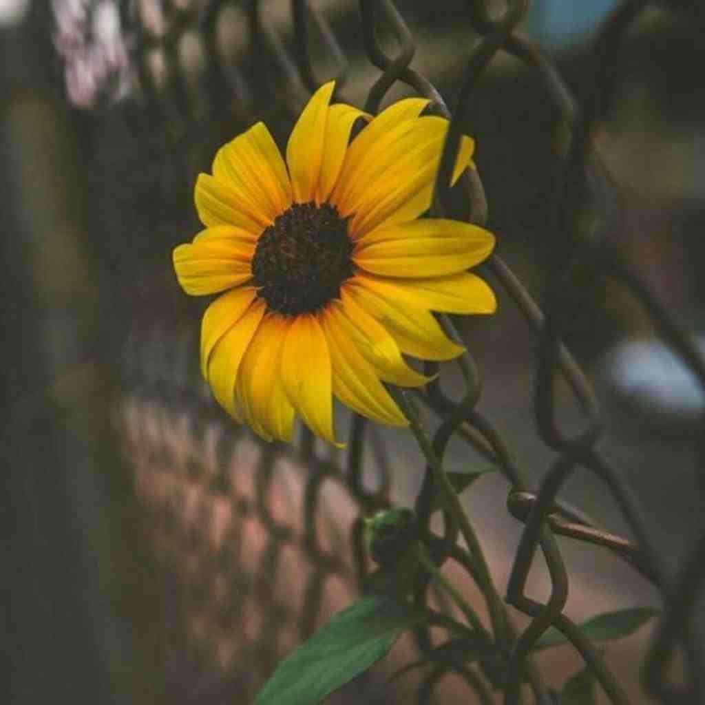  فک میکردم عاشق بود ولی پیچوند با صدای دختر