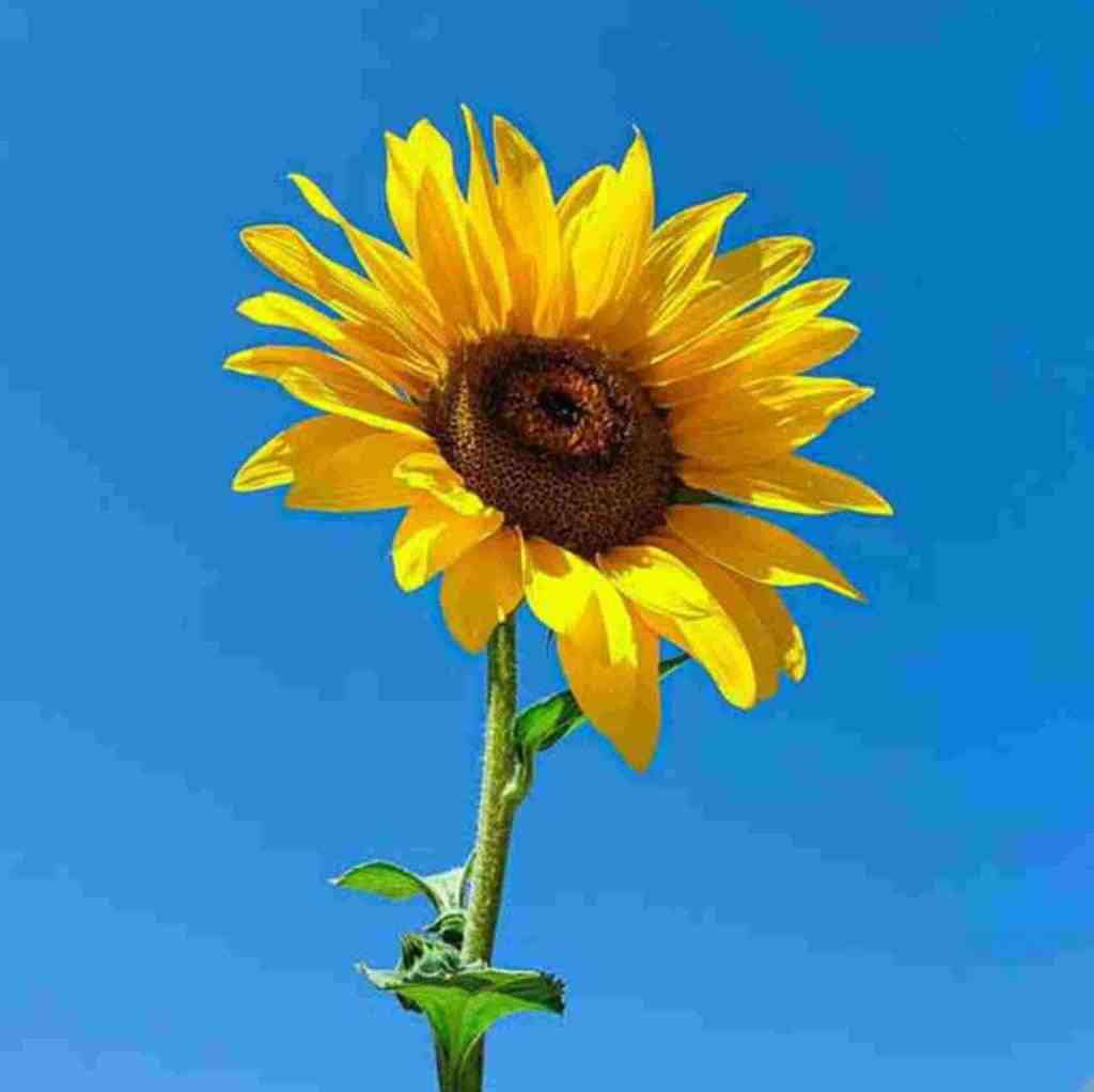  هیکل ایول داره میخوای ببینی کن پیپل آره