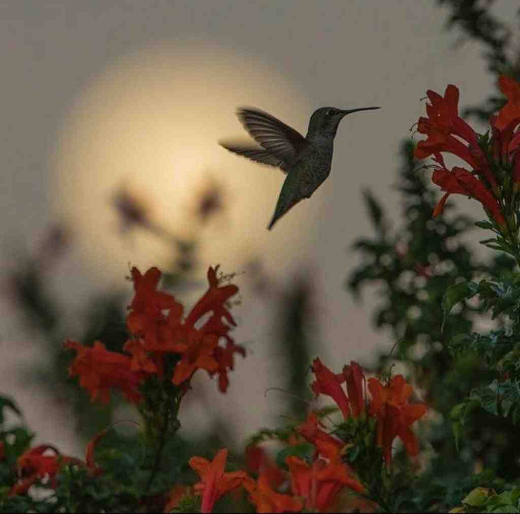  یک دو سه چهار پنج شش هفت هشت با صدای دختر