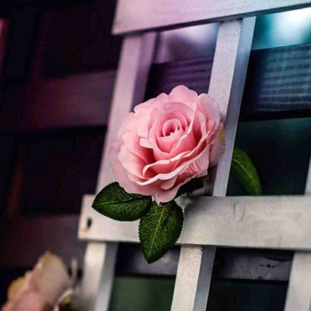  چه دافی تنبلی آره آره والا تو سینگلی اولی آره آره والا