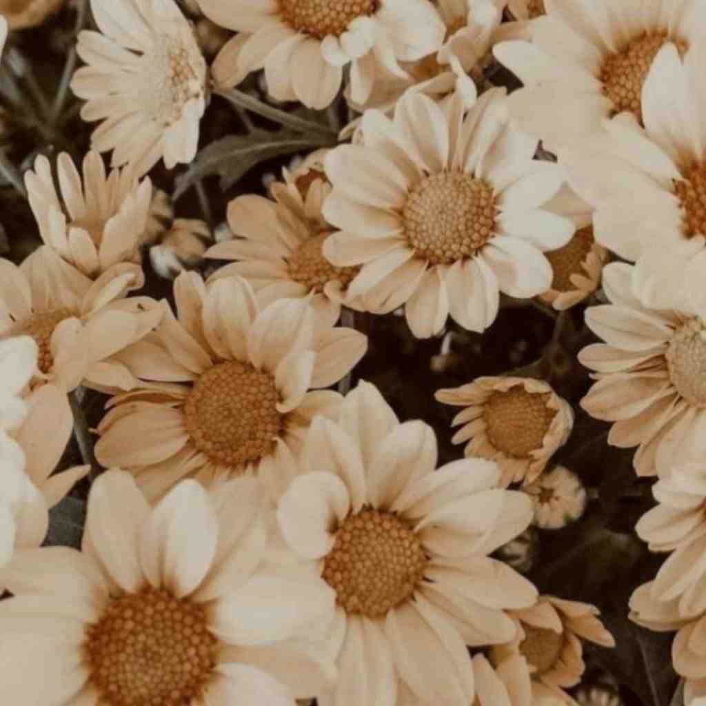  به جون تو دیگه نفس نمونده واسه ی من با صدای دختر