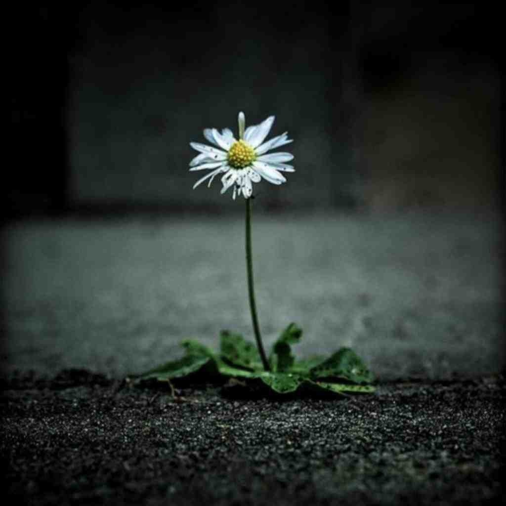  عمر آدم مثل اون لک لک پیره با صدای زن