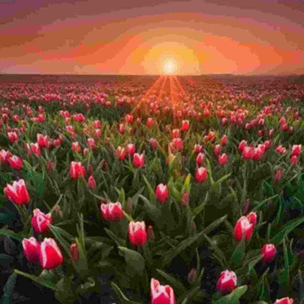  ای دلبر من الهی صد ساله شوی با صدای دختر اینستایی