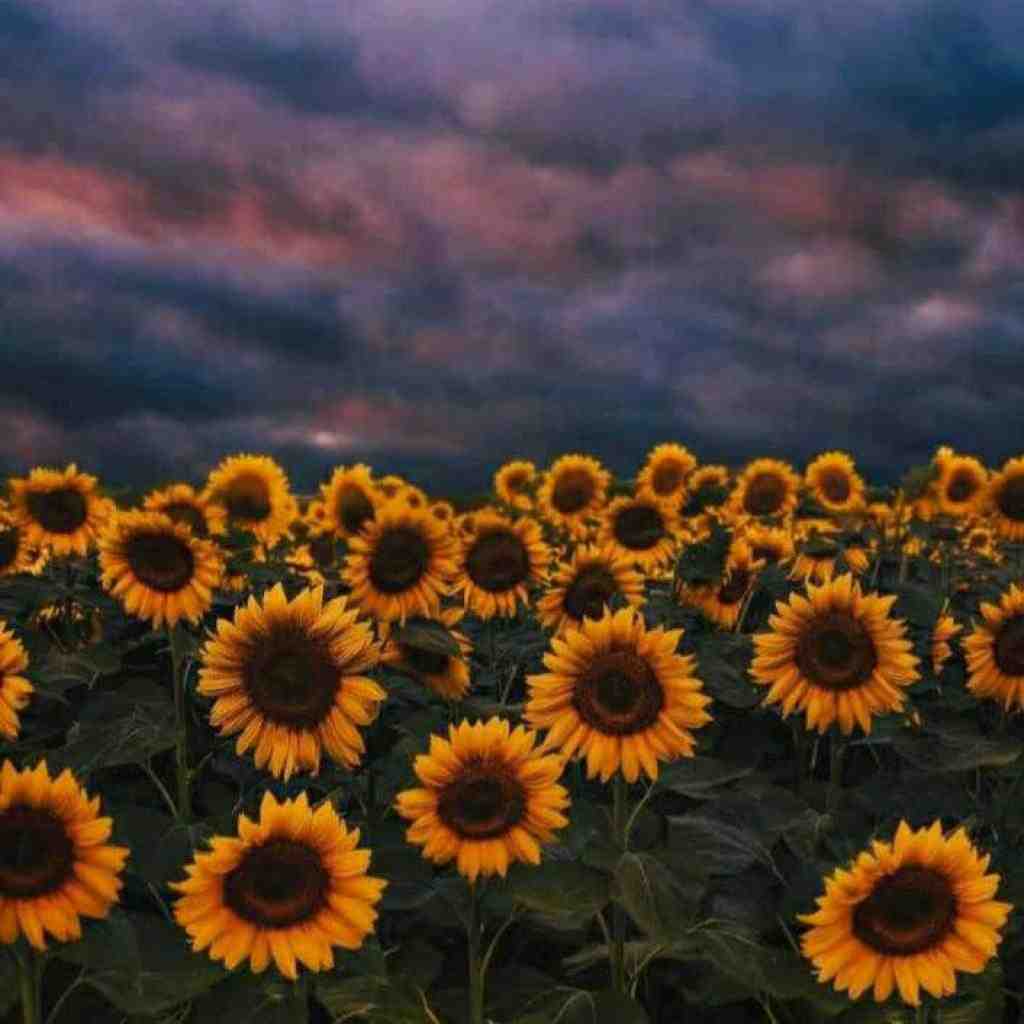  نرو رد نشو از دل سادم نرو با صدای دختر
