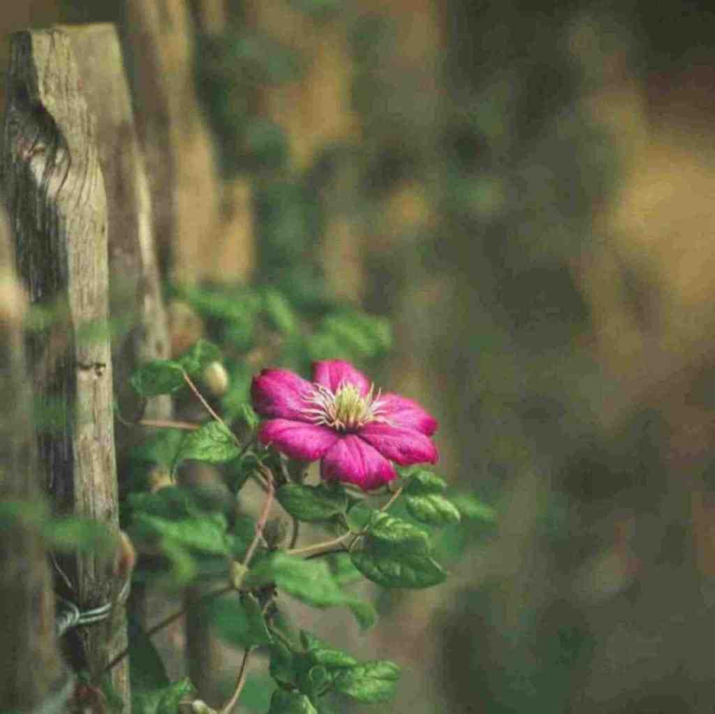  هوا که تاریک بود دلم ارای تو گری