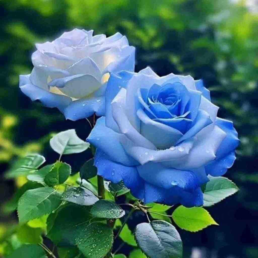  من با چشم بسته بیدارم با صدای دختر اینستایی