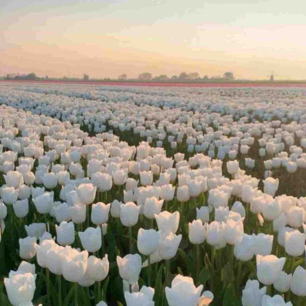  فرمت شده عکسای فلش برعکس شده قاب عکس