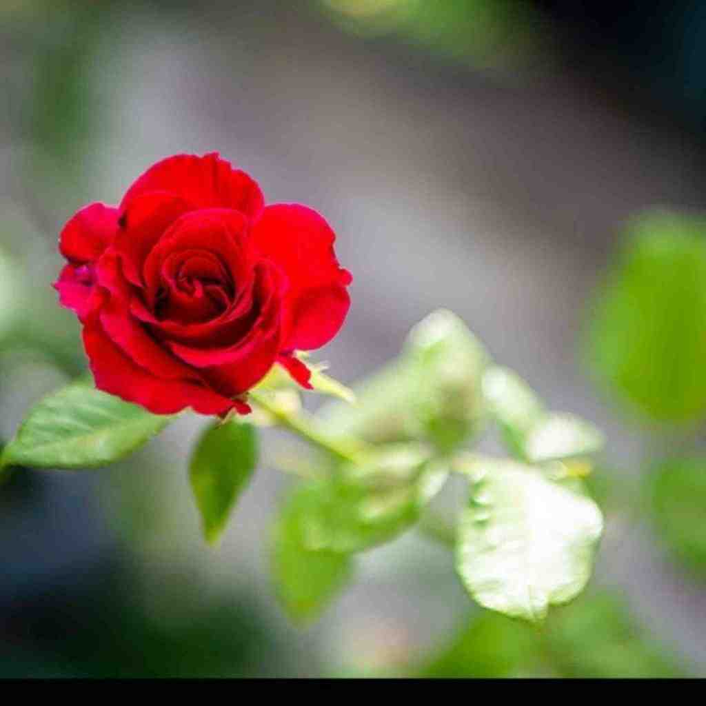  اینجا باز دم صبحی و سیگار صورتی