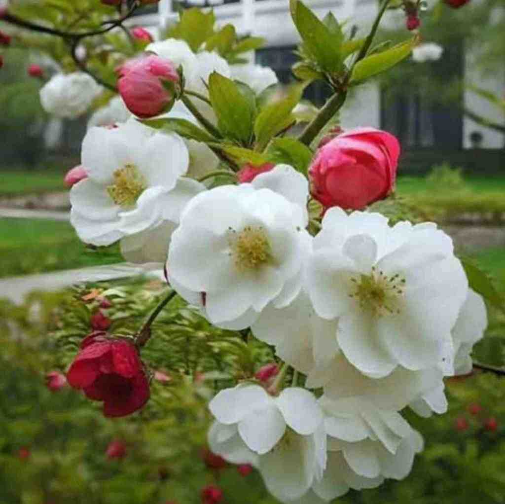  ترکی یوکسون بو کالبی یاکسان – ترند