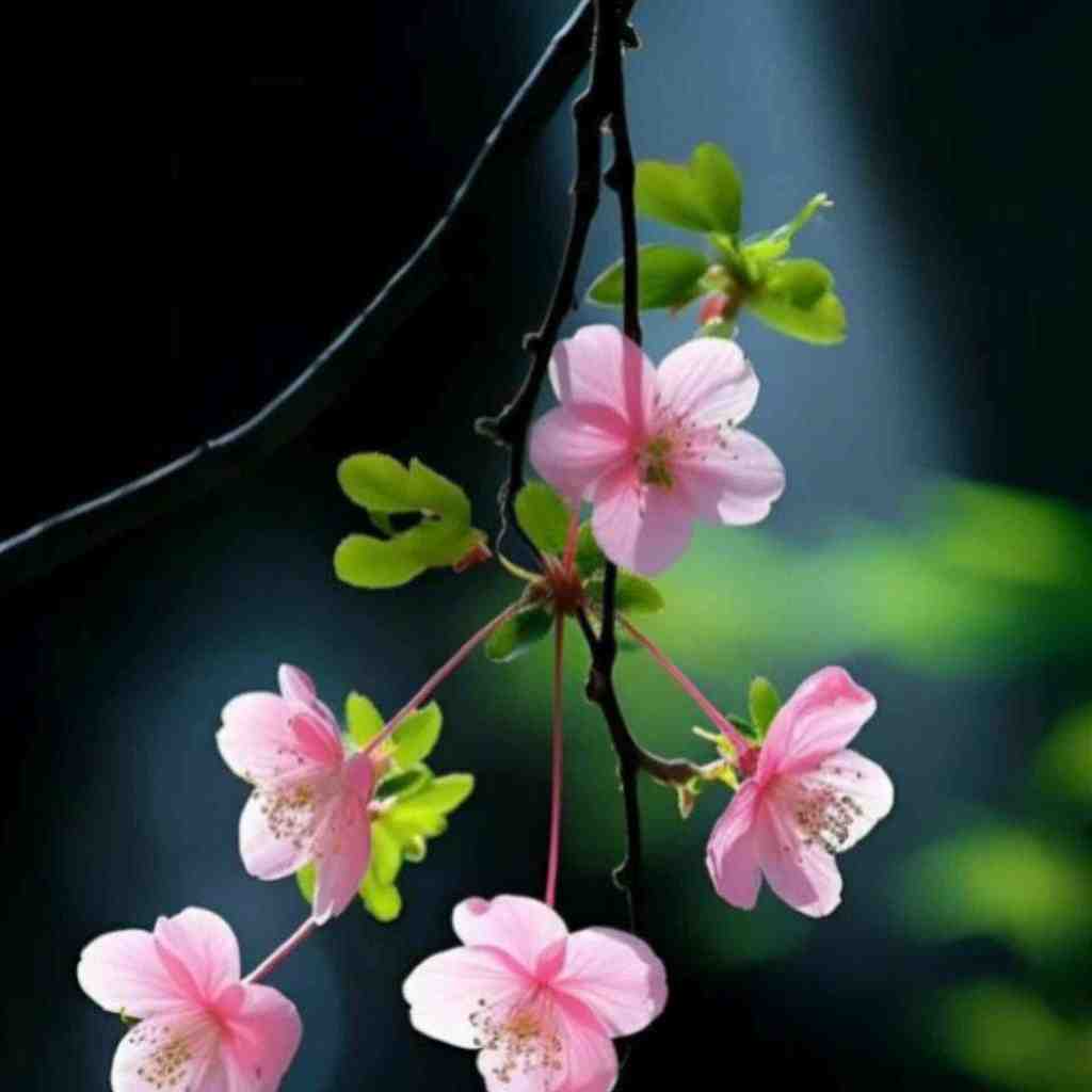  مورفینم شده عکسات دیگه حال و هوام غمه با صدای پسر