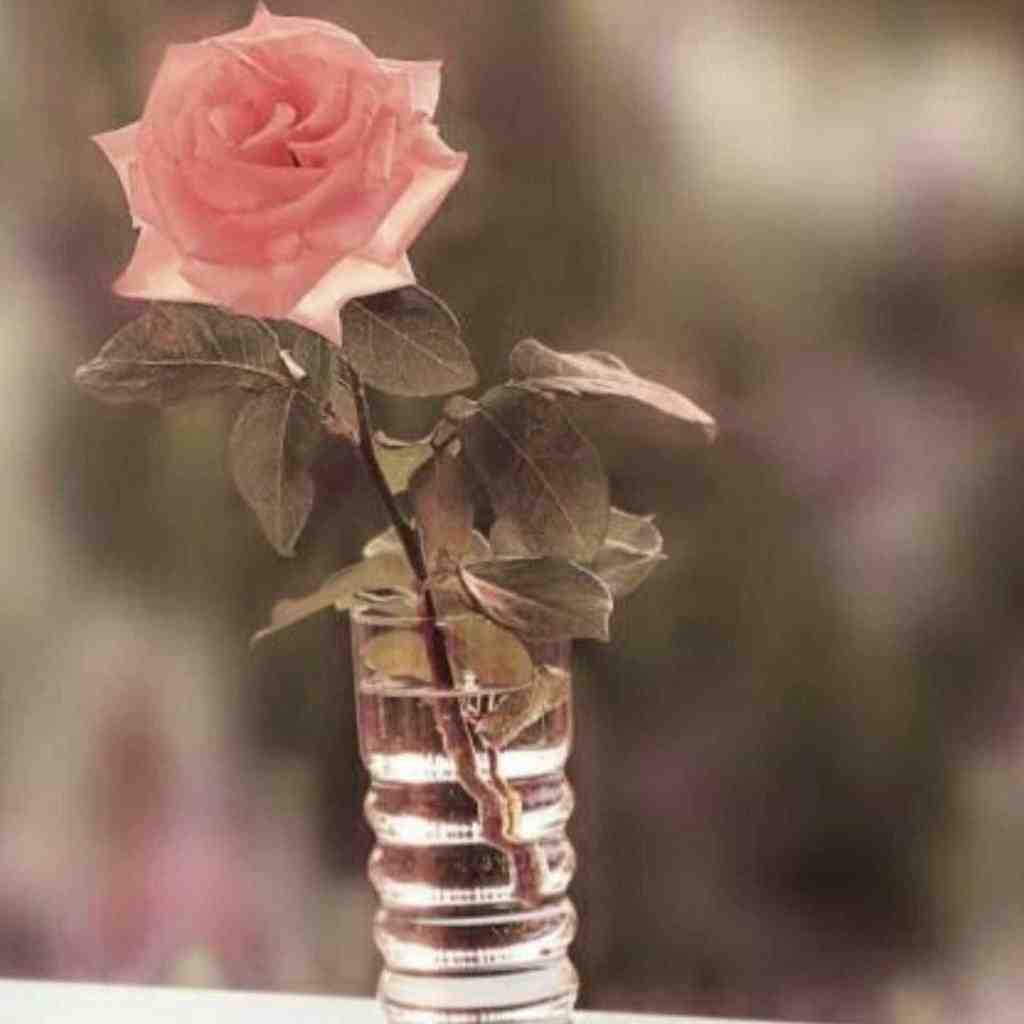  سرم گرمه تیپسی باید ماست مالیت کنم چیپسی