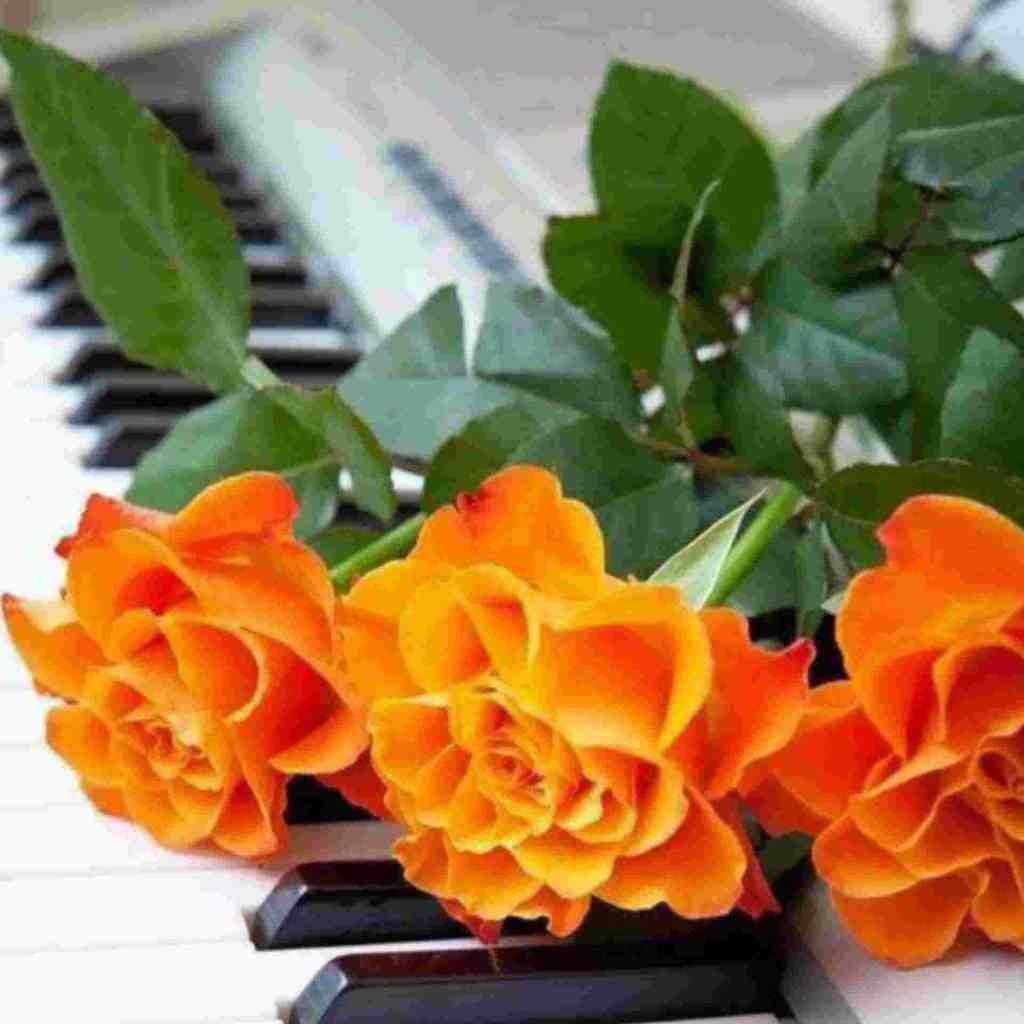  روزگار بدیه گنجشک قناری شده با صدای بچه