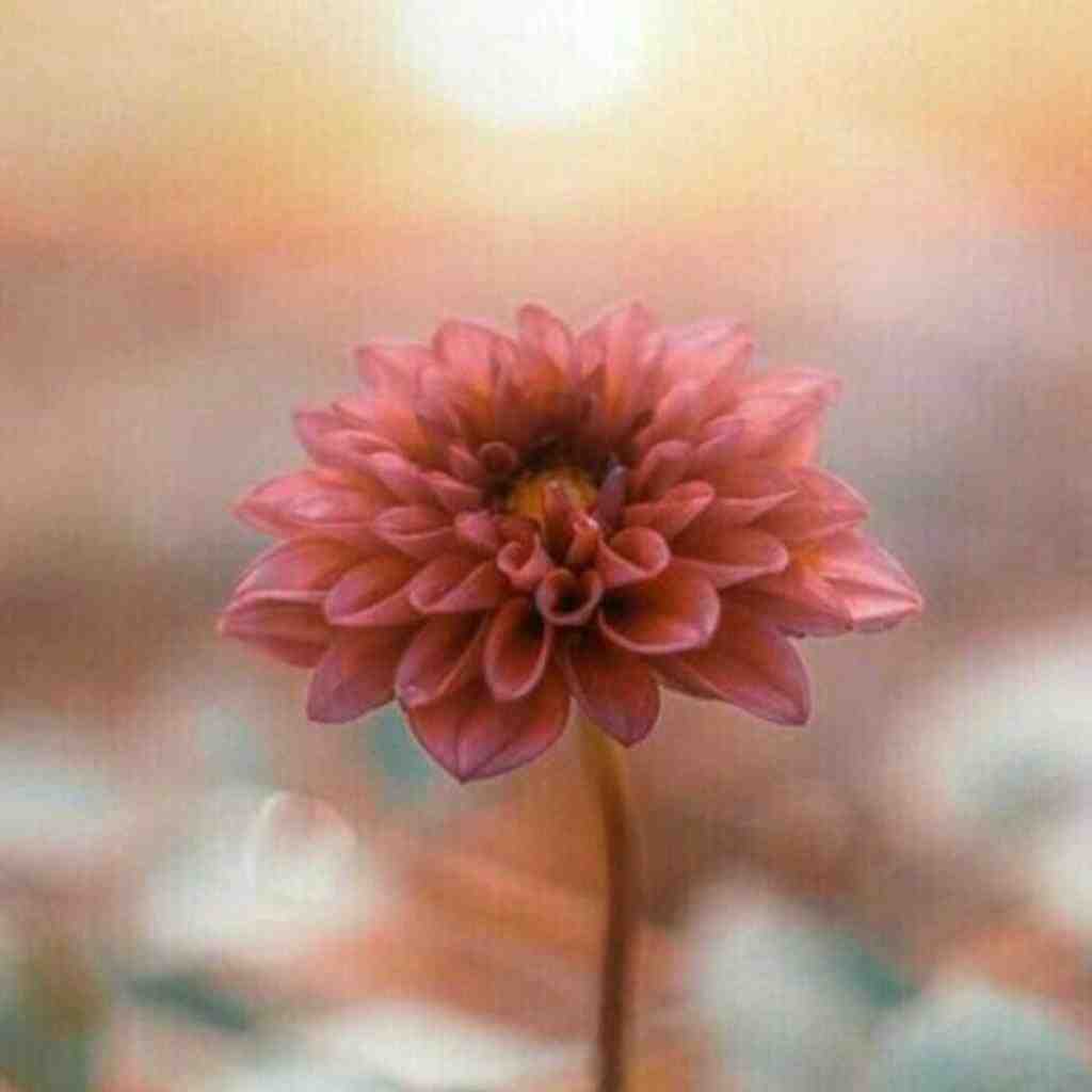  گل ناز دارم مه شو گارم با صدای دختر