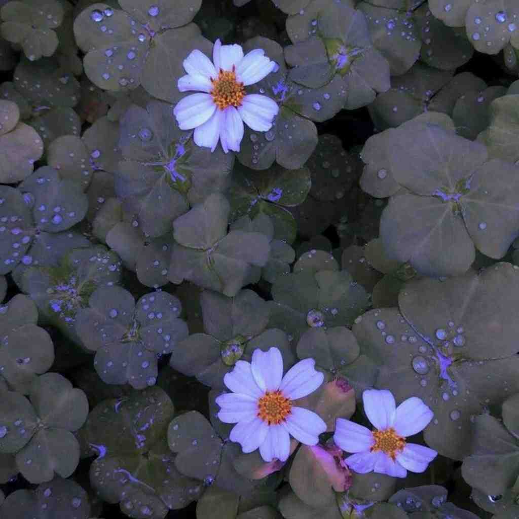  وای وای دختر زاهدانی با صدای بچه