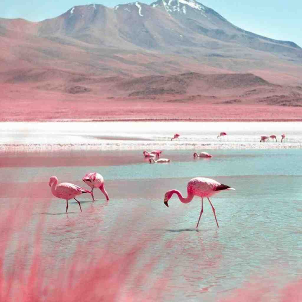  ددیم بو ناسیل کیز ارابام یاپار