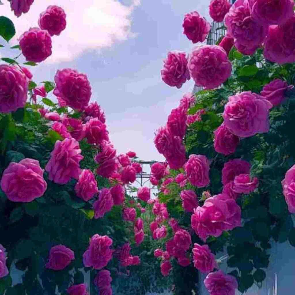  تو شادی گذشتمی بخت سعید رفتمی