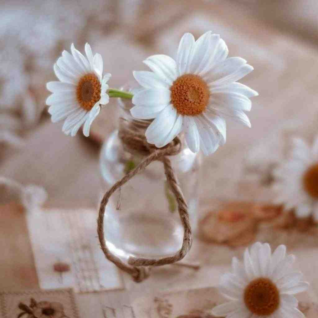  کفتر کاکل به سر های های این خبر از من ببر