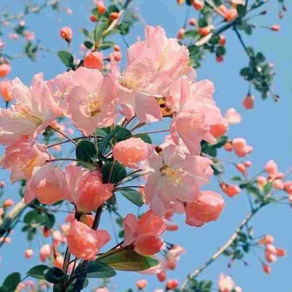  امشب ای دوست به کاشانه ی ما آمدی