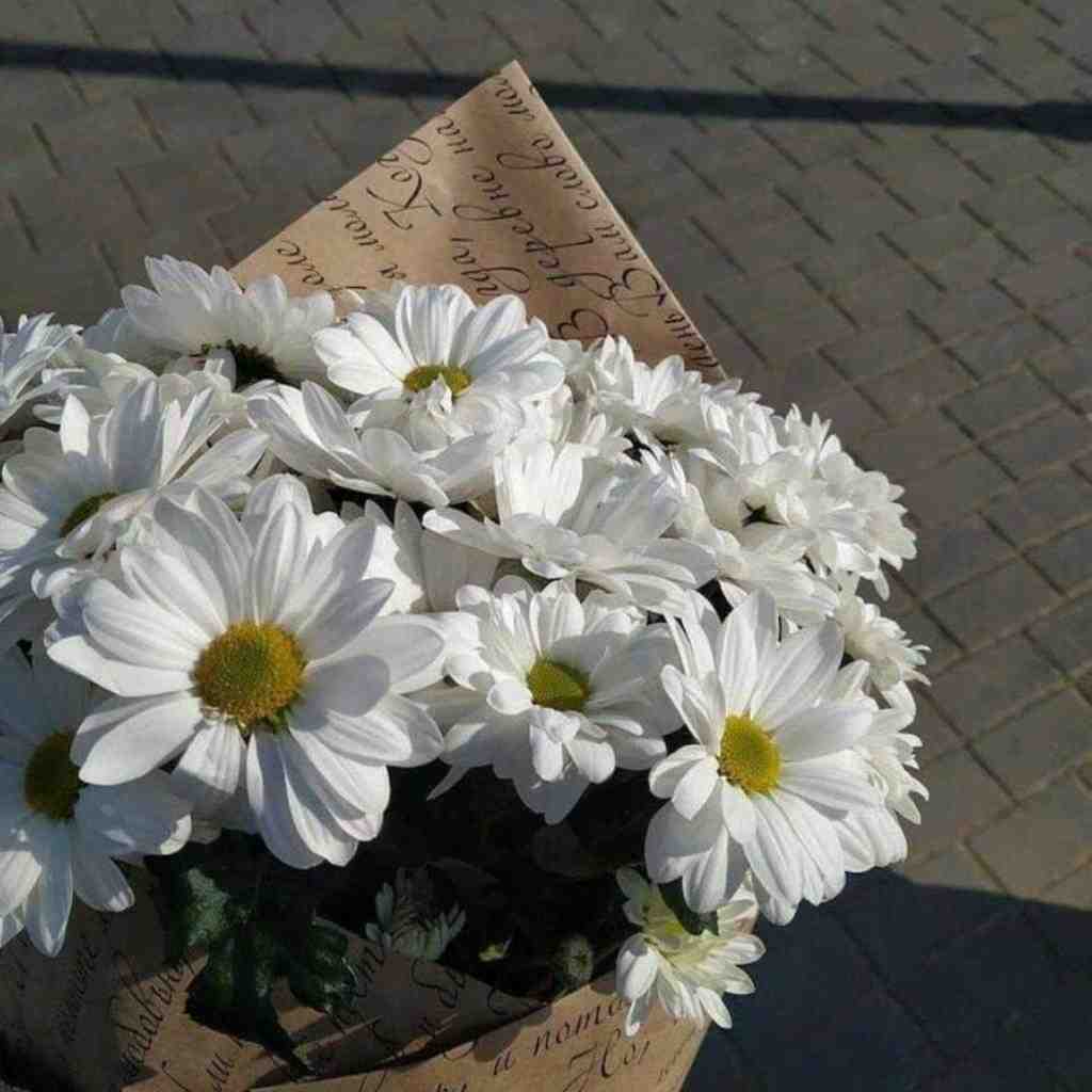  دشت پونه های وحشی رنگ التماس و خواهش