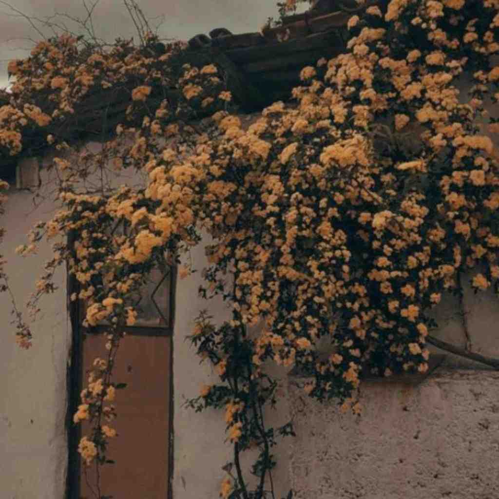  ای خدا کورم بکن من مال نگردم اونم گذاشت رفت