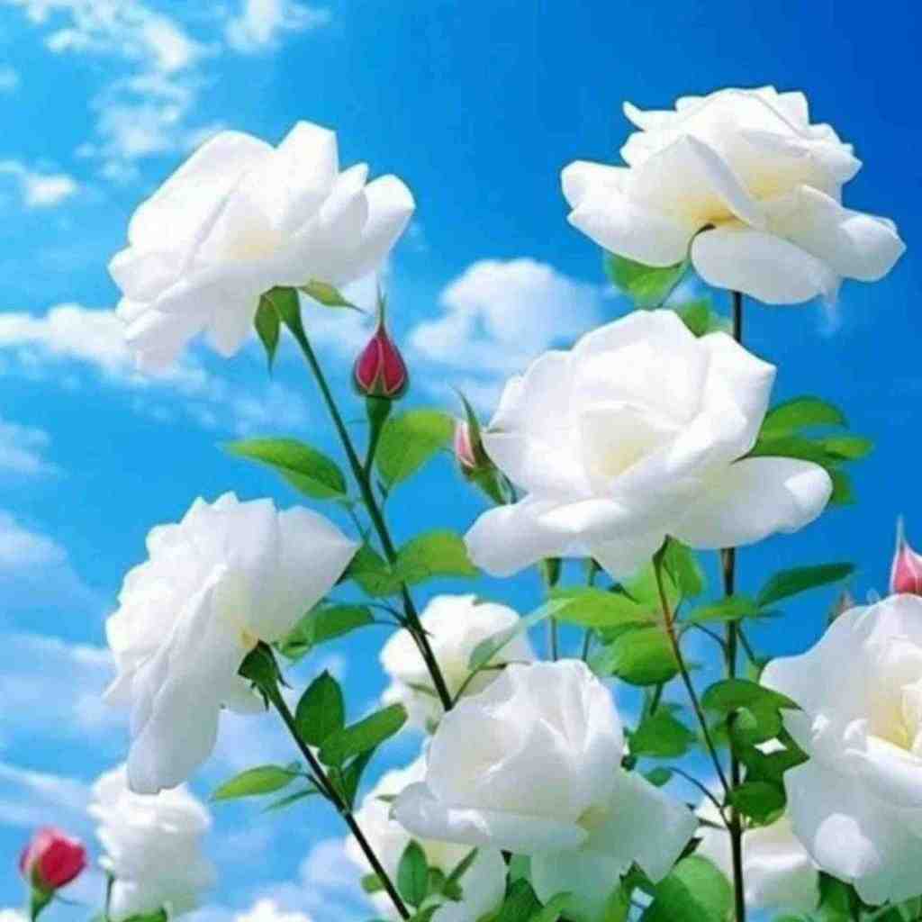  لعنت به اون شب که تو گفتی من دیگه بر نمیگردم با صدای دختر
