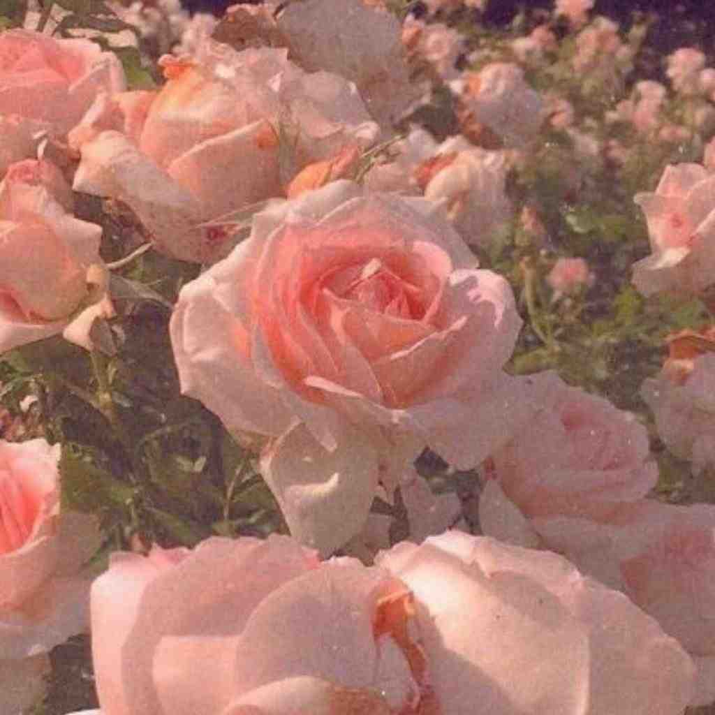 فاطمه عطایی من و دلبرم مثل دوتا قناری بودیم