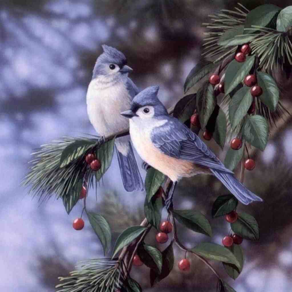  گلی خوشگلی گلی دلبری گلی از همه زیباتری
