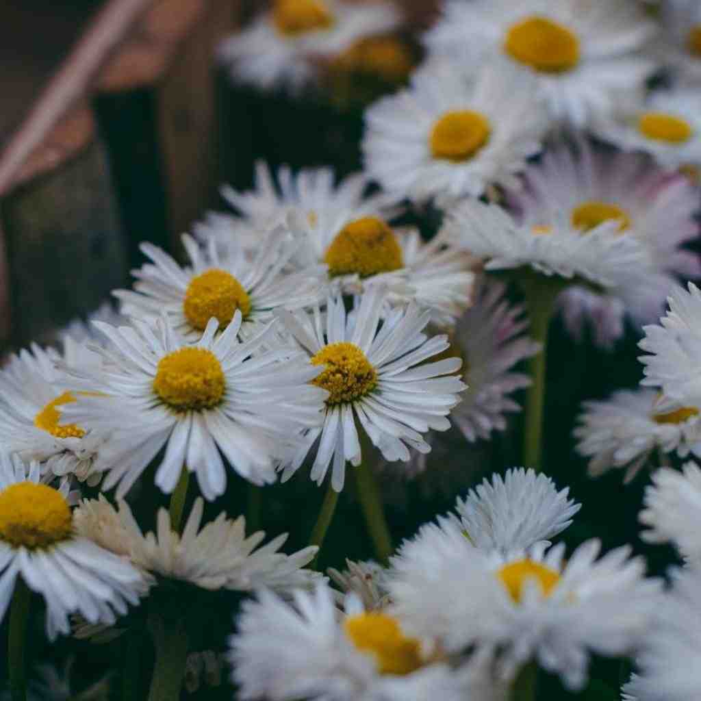  ترکی من یولوندا داغدان آخیب چای اولدوم