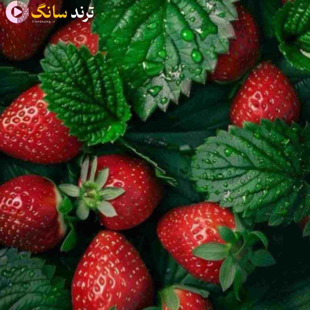  دل من تنگه برای همه روزایی که رفتی