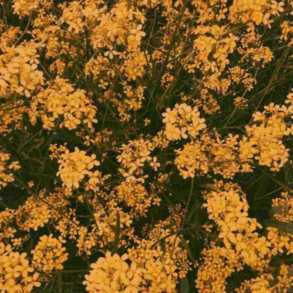  ای جونم عمرم نفسم عشقم تویی همه کسم