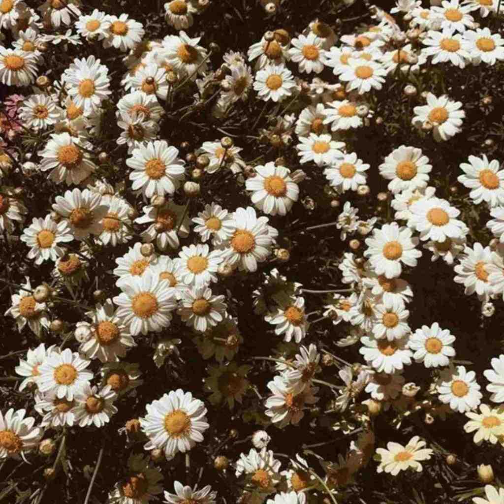  پارسال باهم دسته جمعی رفته بودیم زیارت