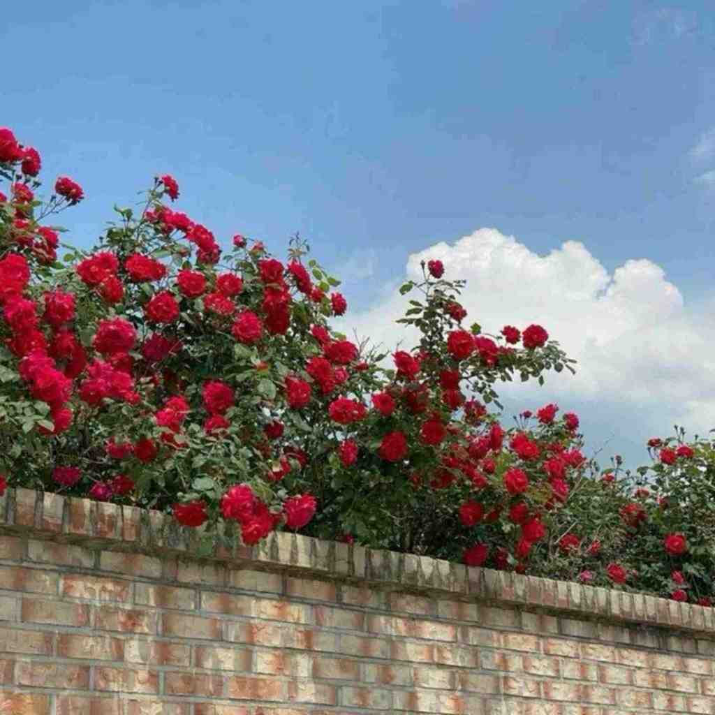  آهای خوشگل عاشق اهای عمر دقایق