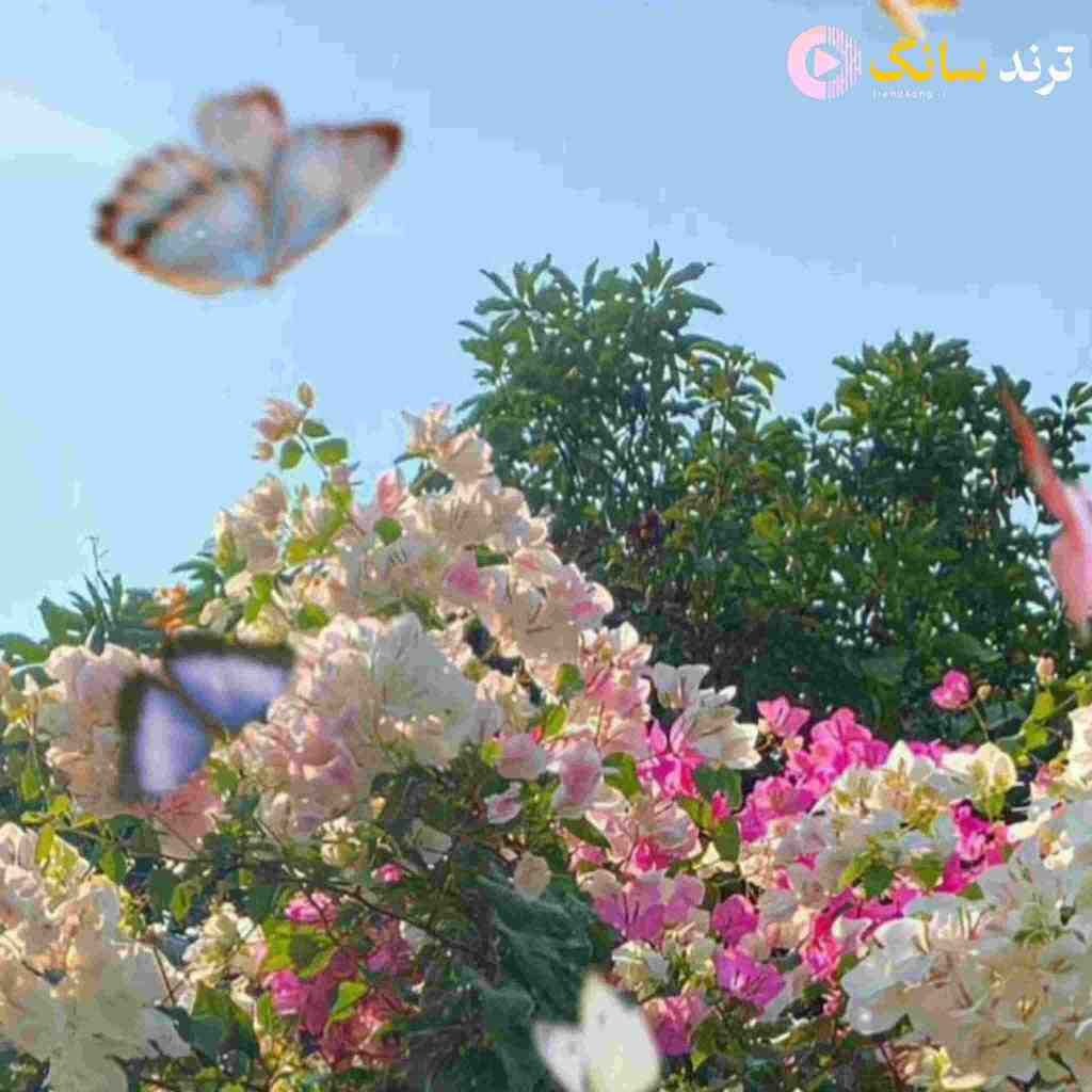  رفتنت آشفتم کرد ندیدنت دیوونم کرد – هوش مصنوعی