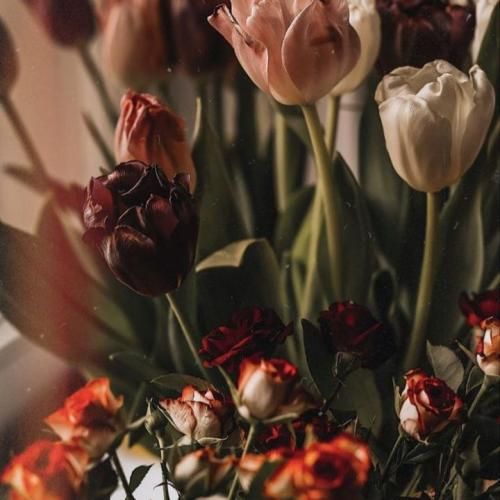 دانلود آهنگ جدید عزیزم دووم بیار به خاطر من این دفعه رو مجبوریا