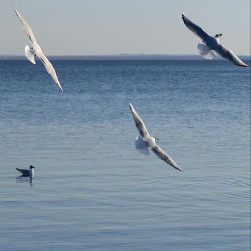 دانلود آهنگ مهسا خسروانی به نام خداوندا دلوم دریای خونه